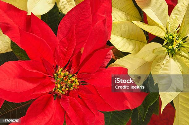 Poinsettia Flowers Stockfoto und mehr Bilder von Beige - Beige, Blatt - Pflanzenbestandteile, Blume