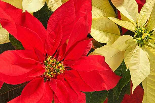 istock Poinsettia flowers 467090201