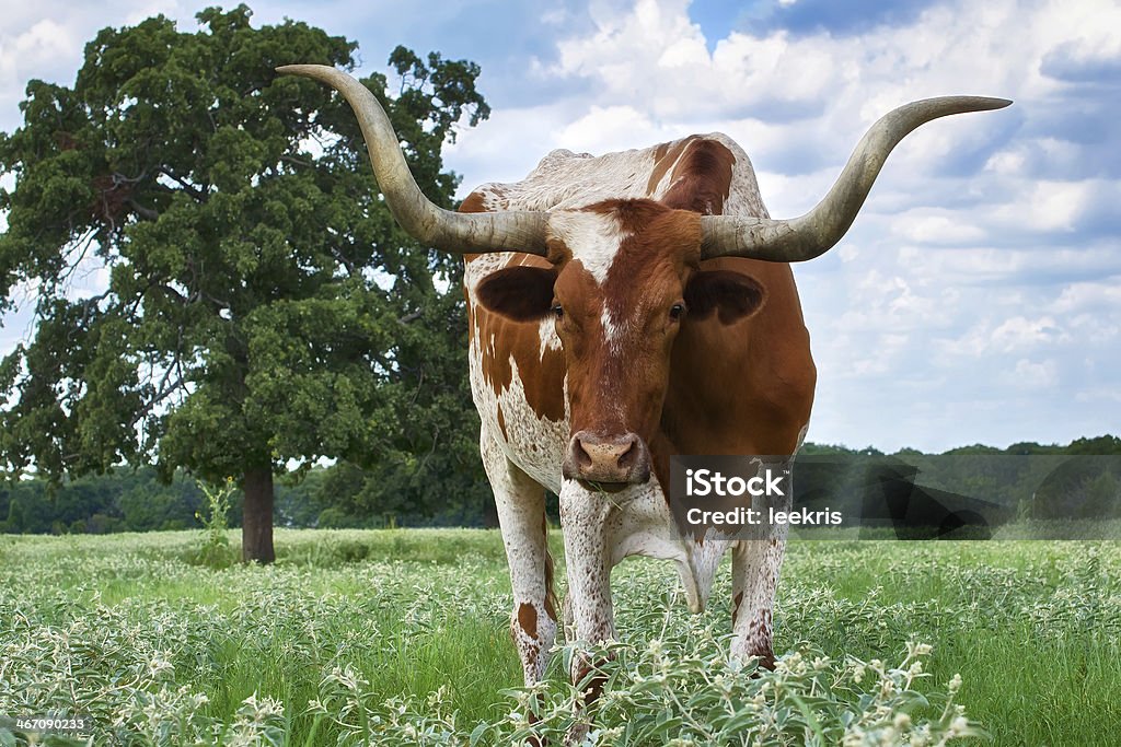 Texas Longhorn Steer - Royalty-free Gado Texas Longhorn Steer Foto de stock