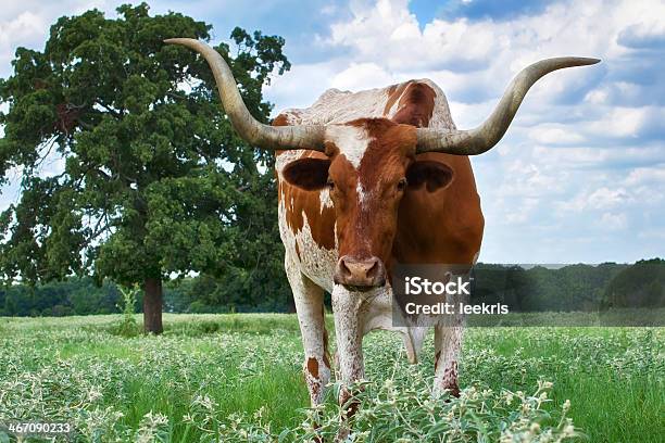 Texas Longhorn Steer - Fotografias de stock e mais imagens de Gado Texas Longhorn Steer - Gado Texas Longhorn Steer, Texas, Animal