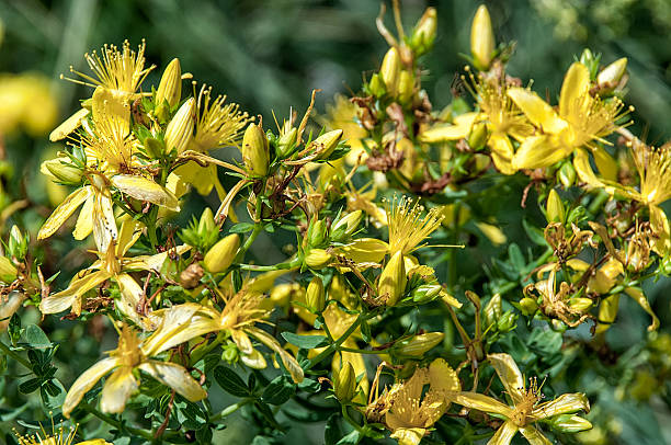 saint john dziurawca - st johns wort zdjęcia i obrazy z banku zdjęć