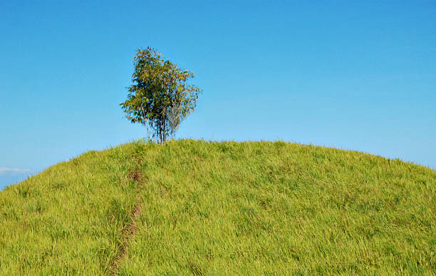 istock image of a tree on top of a hill 467090434