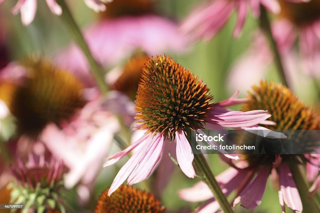 Echinacea purpurea Blüten - Lizenzfrei Alternative Medizin Stock-Foto