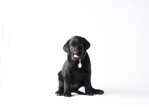 5 weeks old black great dane dog with blue eyes laying on dark grey background studio
