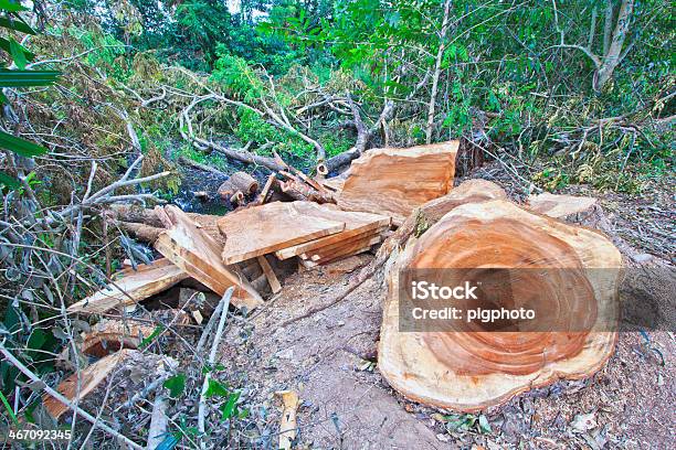 Deforestazione - Fotografie stock e altre immagini di Affari internazionali - Affari internazionali, Albero, Albero deciduo