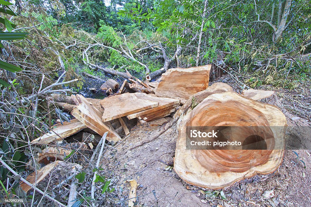Desflorestação - Royalty-free Acidente Natural Foto de stock