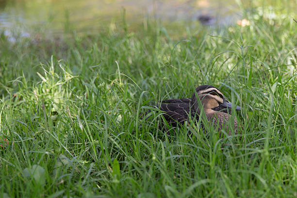 Baby duck with his mother, during spring