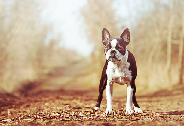 istock beautiful and fun Boston Terrier dog puppy in spring background 467093462