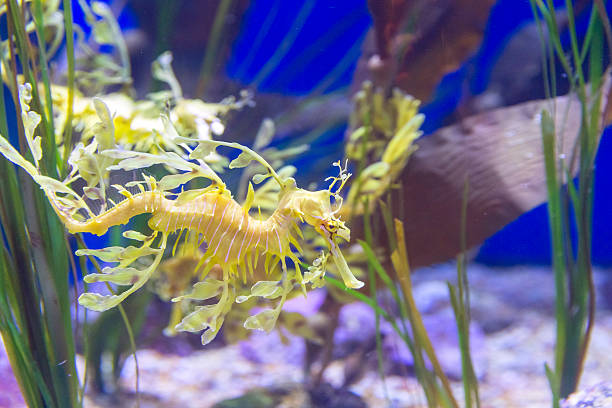 Leafy Sea Dragons A Leafy Sea Dragons. Phycodurus Eques. seadragons photos stock pictures, royalty-free photos & images