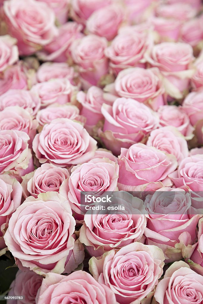 Pink Roses - Foto de stock de Color - Tipo de imagen libre de derechos