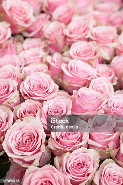 Pink Roses Foto de stock y más banco de imágenes de Color - Tipo de imagen - Color - Tipo de imagen, Enfoque diferencial, Flor