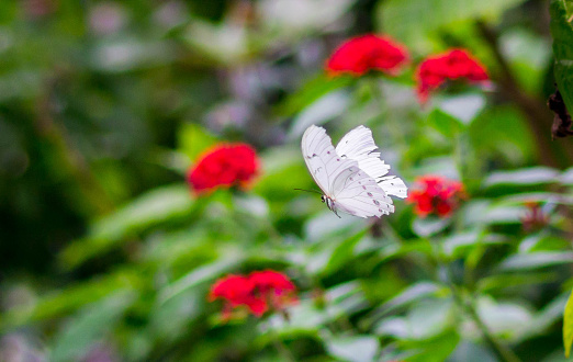 White butterfly flying towards a red flower or towards freedom from the bondage of the caterpillar stage.