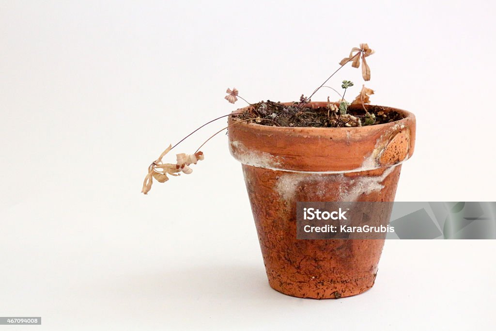 Dead Potted Plant on White Background Dead Plant in old pot Flower Pot Stock Photo