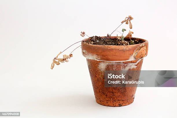 Dead Potted Plant On White Background Stock Photo - Download Image Now - Flower Pot, Dirty, Unhygienic