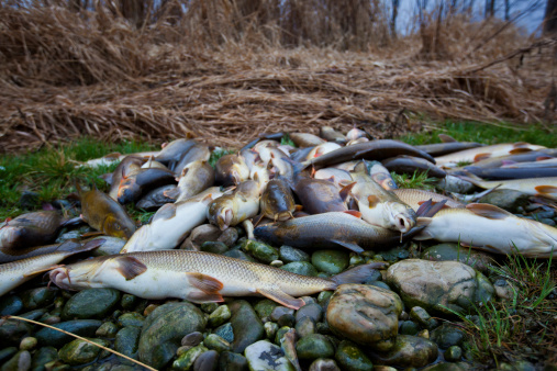 dead fish in contaminated river after chemical accident