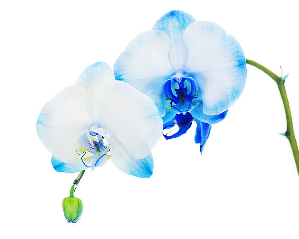 istock Real blue orchid arrangement centerpiece isolated on white backg 467094549