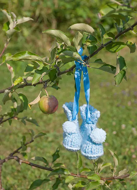 Light Blue Babyshoes hanging on an apple tree