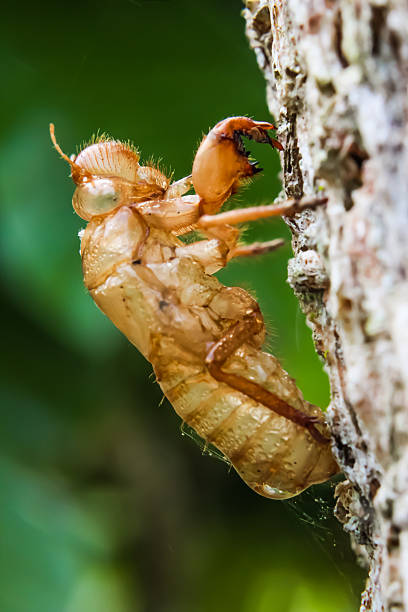 istock slough of cicada grab on bark 467094923