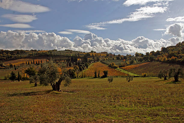 paisaje de toscana - abbazia di santantimo fotografías e imágenes de stock