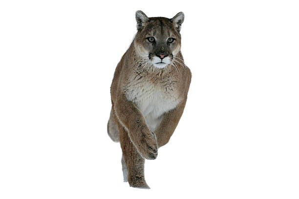 istock Puma or Mountain lion, Pumaa concolor 467096103