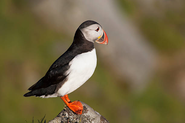 istock Papageitaucher, Arctic Fratercula, Atlantic Puffin 467096255