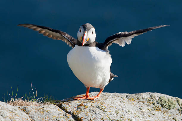istock Papageitaucher, Arctic Fratercula, Atlantic Puffin 467096383