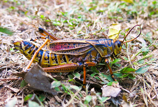 Colorful grasshopper on the grass stock photo