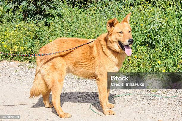 Portrait Of Ginger Dog Looking Away Stock Photo - Download Image Now - 2015, Agricultural Field, Alertness