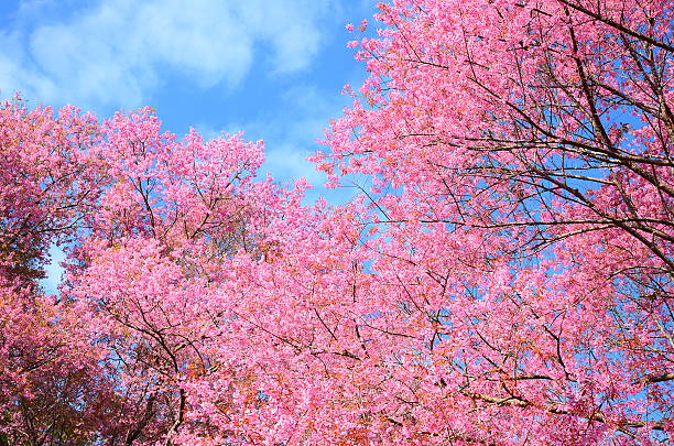 istock Pink Cherry Blossoms in Spring Season 467097113