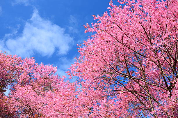 istock Pink Cherry Blossoms in Spring Season 467097209