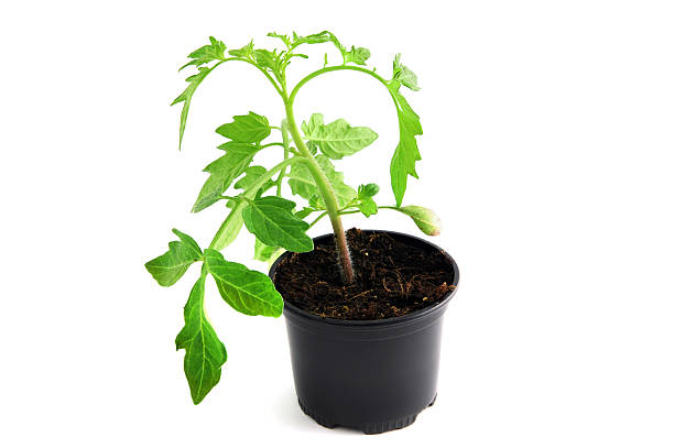 istock seedling of tomato plant in flower pot 467097768