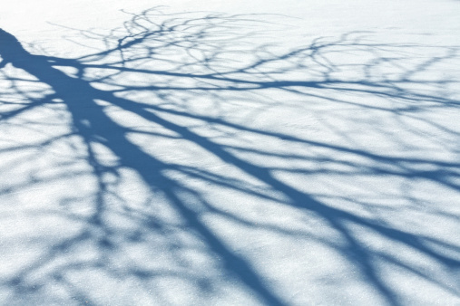Forest shadows on snow