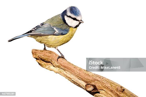 Blue Tit Parus Caeruleus Stock Photo - Download Image Now - Animal Wildlife, Bird, Forest