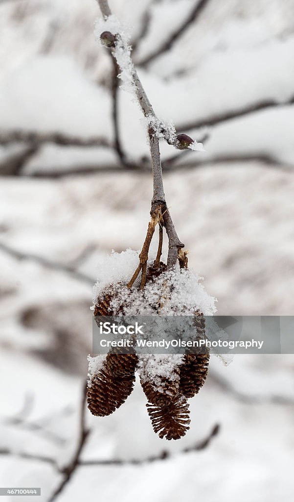 Snow crystals on miniature pine cones Winter scene with snow crystals on mini pine cones 2015 Stock Photo