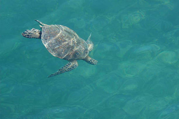 istock One Green Sea Turtle swimming in clear blue water 467100960