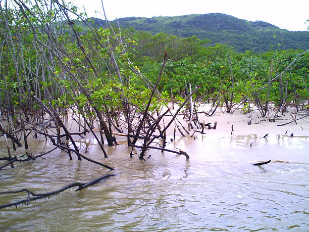 istock tree into the lake in Brazil 467101345