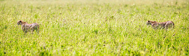 istock Beautiful Cheetahs in green - ready to hunting 467101681