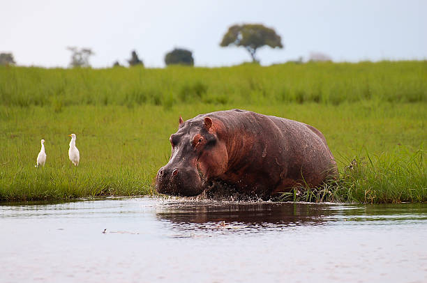 istock Chobe National Park - Botswana 467101872