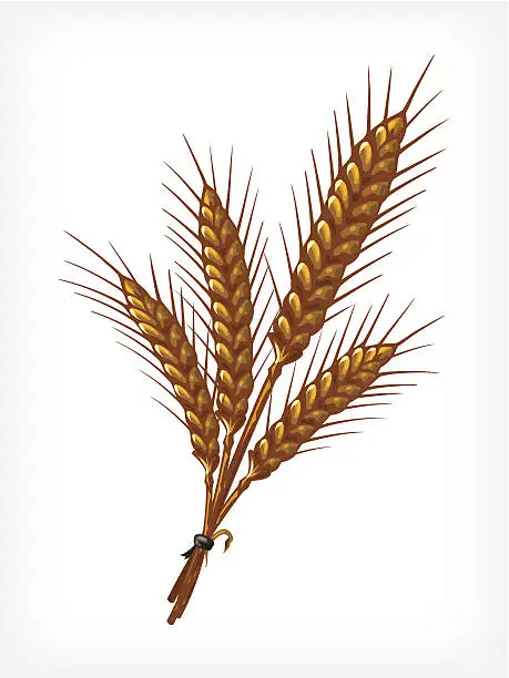 Vector illustration of Vector Wheat