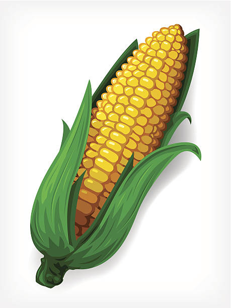 276 Cartoon Of Corn Cob Illustrations & Clip Art - iStock