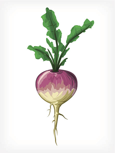 Vector Turnip vector art illustration