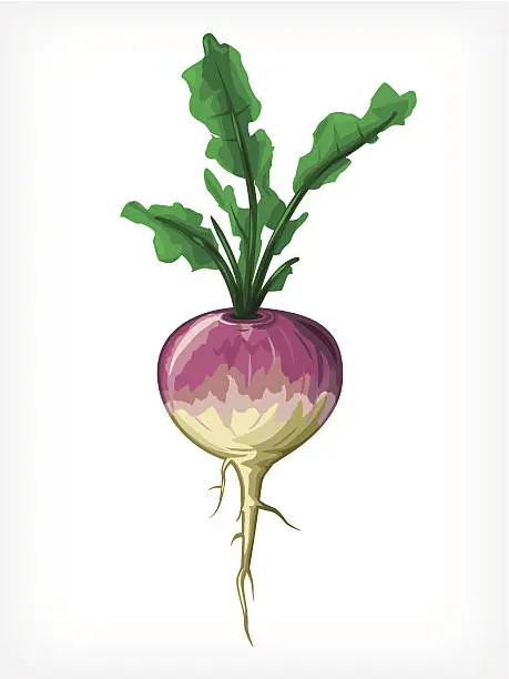 Vector illustration of Vector Turnip