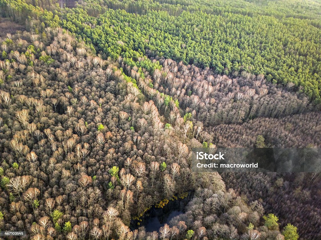 Blick auf den Wald aus der Vogelperspektive - Lizenzfrei Ansicht aus erhöhter Perspektive Stock-Foto