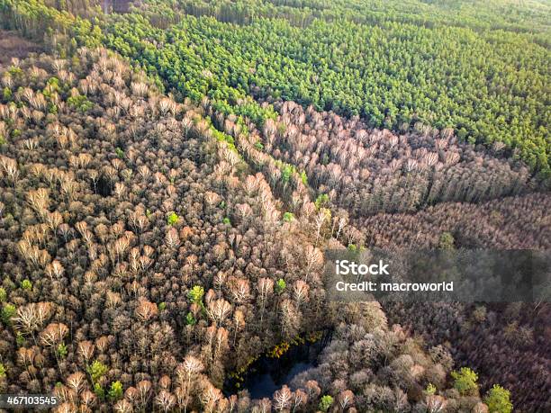 Blick Auf Den Wald Aus Der Vogelperspektive Stockfoto und mehr Bilder von Ansicht aus erhöhter Perspektive - Ansicht aus erhöhter Perspektive, Ast - Pflanzenbestandteil, Aussicht genießen