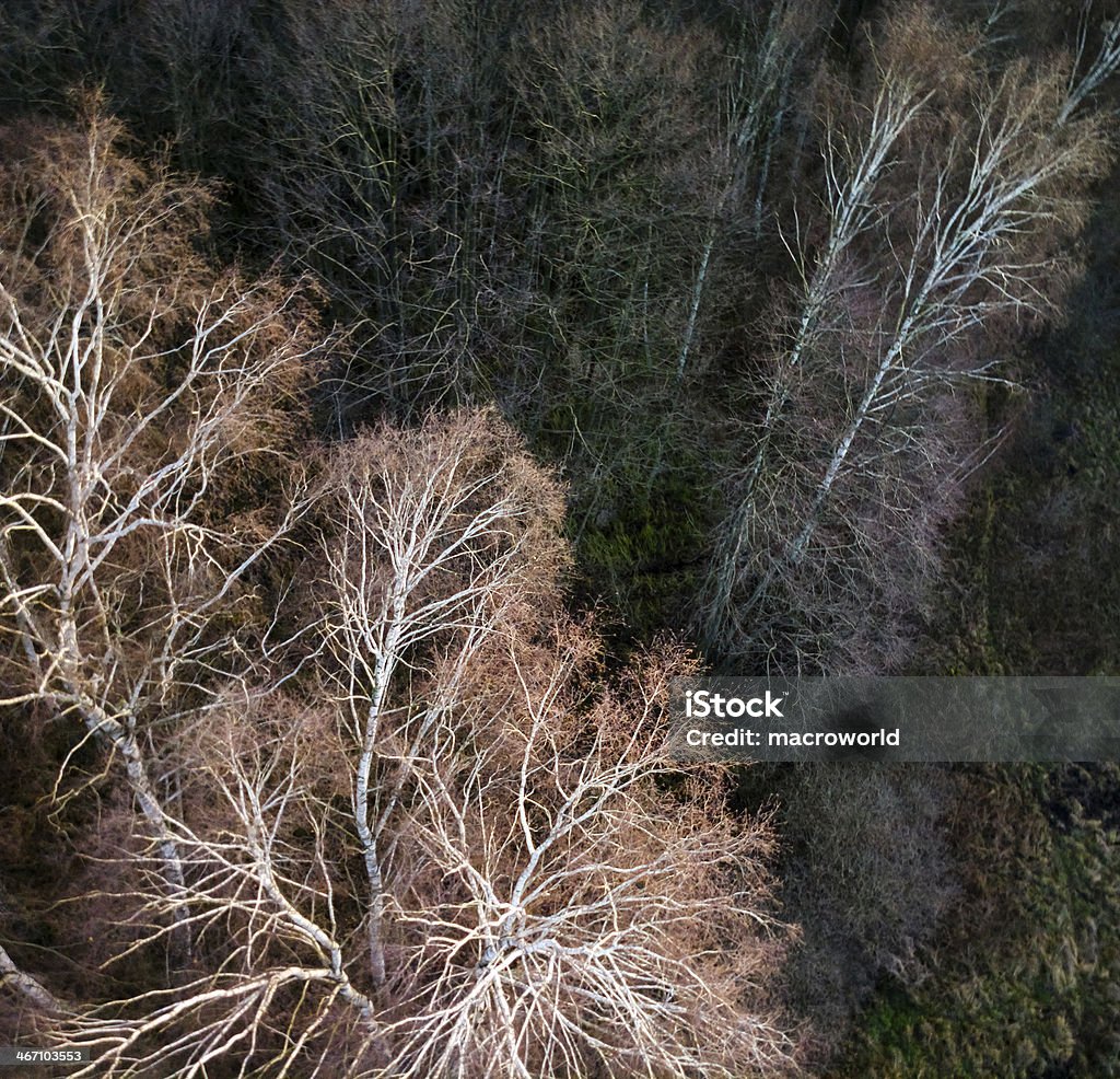 Vista para a floresta a partir de um olho-de-pássaro - Foto de stock de Beleza natural - Natureza royalty-free