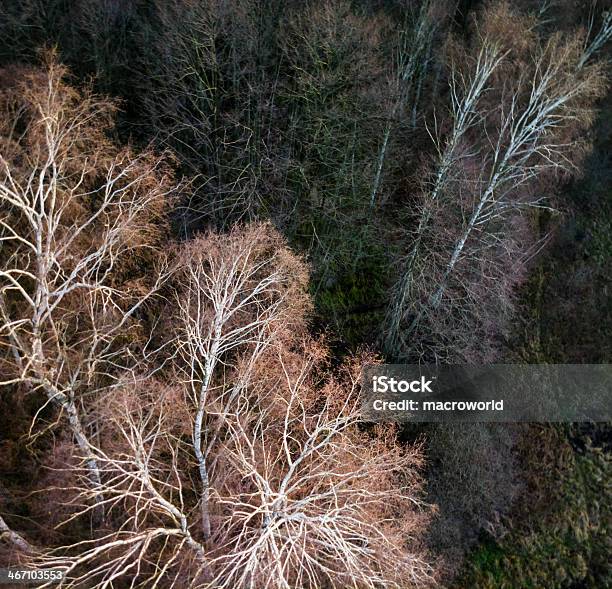 Foto de Vista Para A Floresta A Partir De Um Olhodepássaro e mais fotos de stock de Beleza natural - Natureza