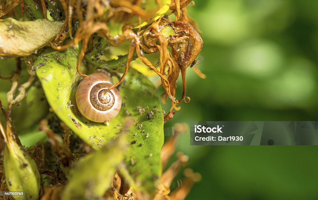 Małe snail - Zbiór zdjęć royalty-free (Abstrakcja)