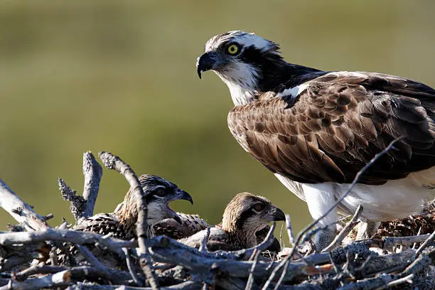 Osprey, Pandion haliaetus, single adult on nest with young, Finland, July 2012