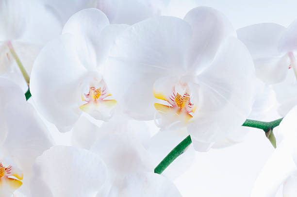 istock White Orchid Background XXXLarge 467103952