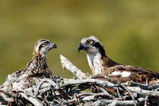 istock Osprey, Pandion haliaetus, 467104169